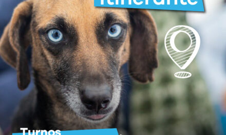 Lanús Gobierno da nuevos turnos presenciales para acceder al servicio de castración itinerante y gratuito de mascotas