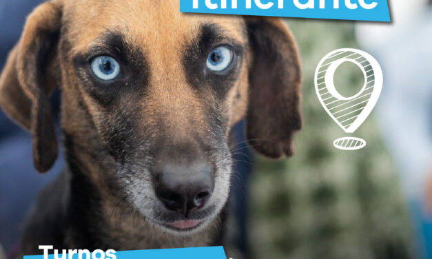 Lanús Gobierno da nuevos turnos presenciales para acceder al servicio de castración itinerante y gratuito de mascotas