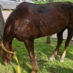 Maltrato a caballos en El Pato por parte de carrerros