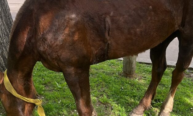 Maltrato a caballos en El Pato por parte de carrerros