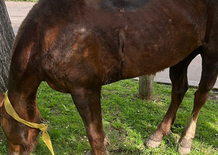 Maltrato a caballos en El Pato por parte de carrerros