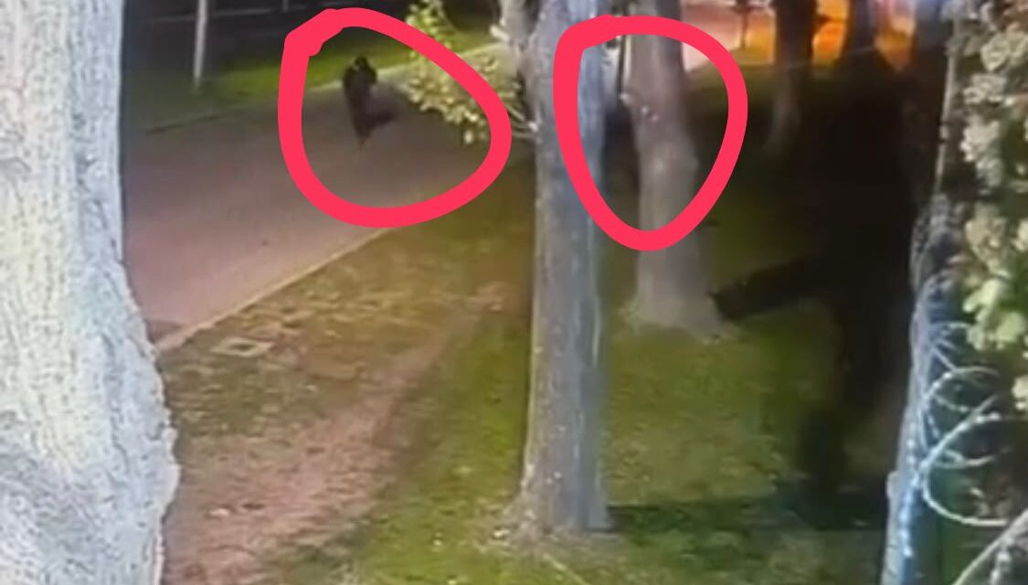 Videos del extraño robo a una vivienda alquilada y deshabitada en Las Acacias de Hudson